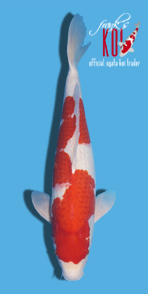 36